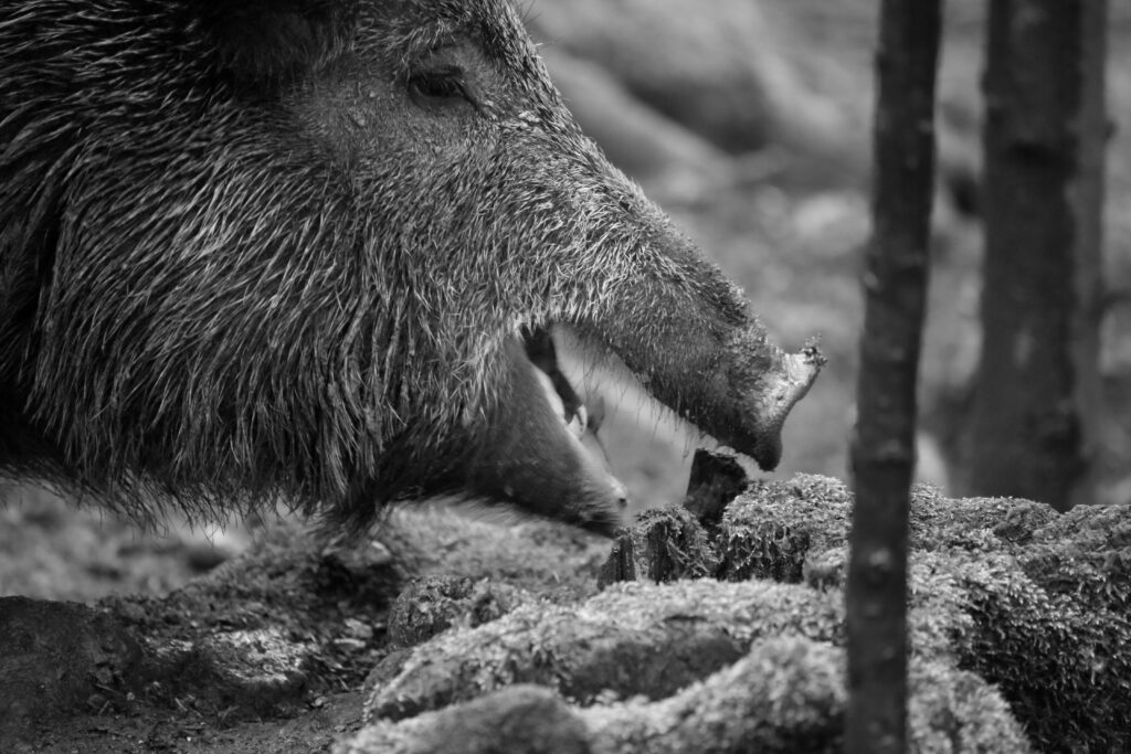 Wildschwein im Tierpark Langenberg (Bild: StC)